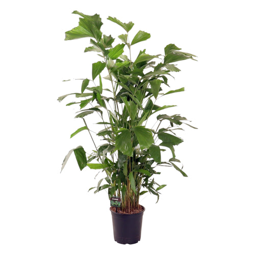 Trendyplants - Caryota Mitis - Visstaartpalm - Kamerplant - Hoogte 130-150 cm - Potmaat Ø24cm - vtwonen shop