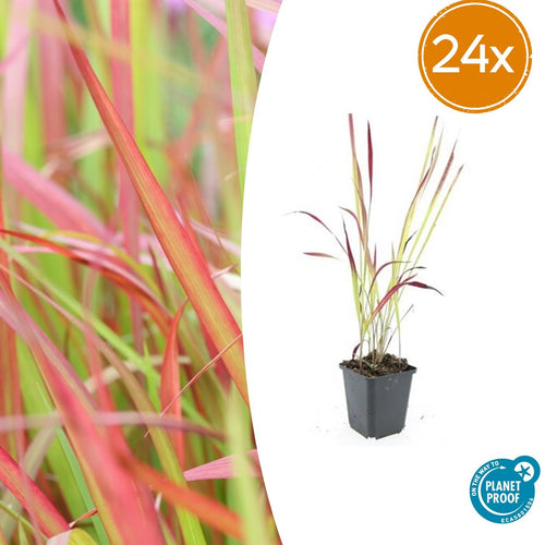 Trendyplants - Imperata cylindrica 'Red Baron' - 24 stuks - Japans bloedgras - Winterhard - Hoogte 10-30 cm - Potmaat Ø9cm - vtwonen shop