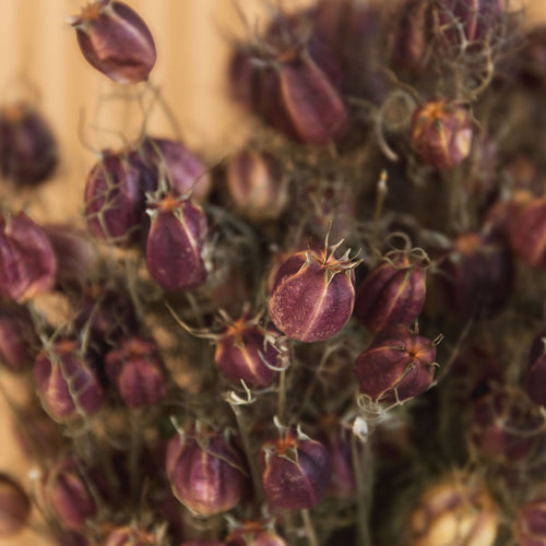 My Flowers.shop Gedroogde naturelle Nigella "Black Pod" droogbloemen | Lengte 60 centimeter | Per bos - vtwonen shop