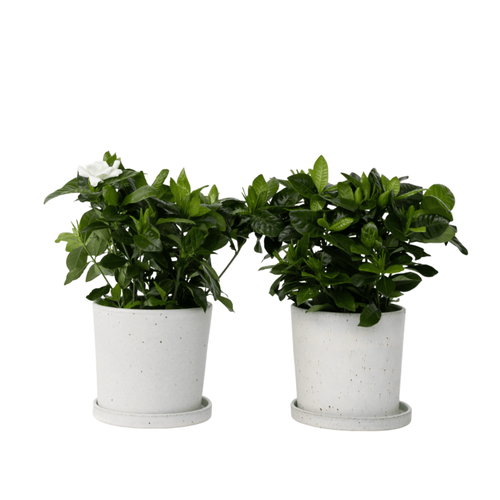 Plant in a Box bloeiende kamerplant - Set van 2 Gardenia jasminoides - hoogte 20-30cm - pot 13cm - vtwonen shop