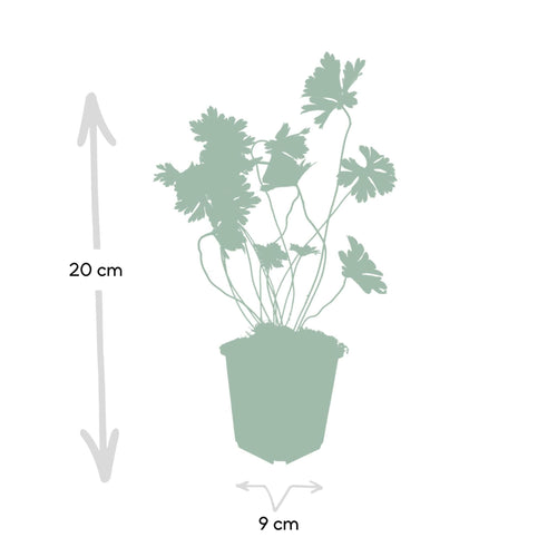 Trendyplants - Geranium Rozanne - 12 stuks - Ooievaarsbek - Hoogte 20-30cm - Potmaat Ø9cm - vtwonen shop