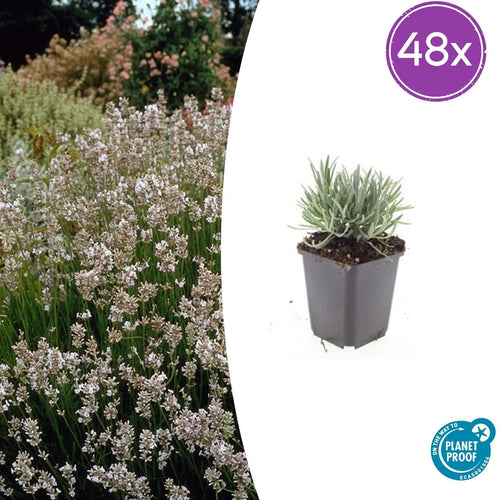Trendyplants - Lavandula intermedia 'Edelweiss' - 48 stuks - Lavendel - Winterhard - Hoogte 10-30 cm - Potmaat Ø9cm - vtwonen shop