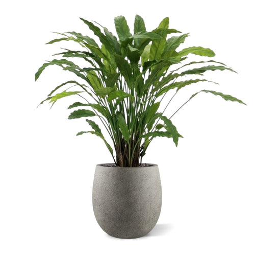 Maxifleur Calathea kunstplant 85cm - groen