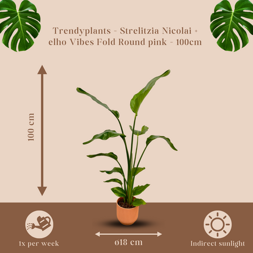 Trendyplants - Strelitzia Nicolai inclusief elho Vibes Fold Round roze - 100 cm - Ø18cm - vtwonen shop