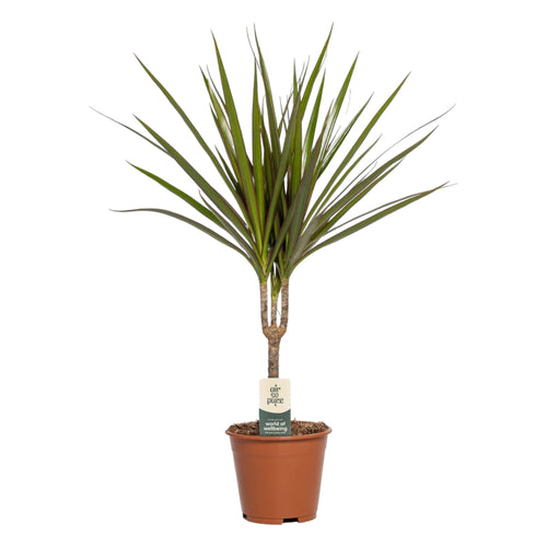 Trendyplants - Dracaena Marginata - Drakenbloedboom - Kamerplant - Hoogte 45-65 cm - Potmaat Ø14cm - vtwonen shop