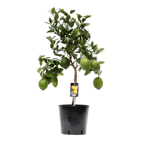 Trendyplants - Citrus Lemon - Citroenboom - Tuinplant - Hoogte 70-90 cm - Potmaat Ø22cm - vtwonen shop