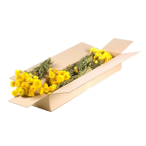 My Flowers.shop Gedroogde gele Helichrysum | Gele strobloemen droogbloemen | Lengte 55 centimeter | Per stuk - vtwonen shop