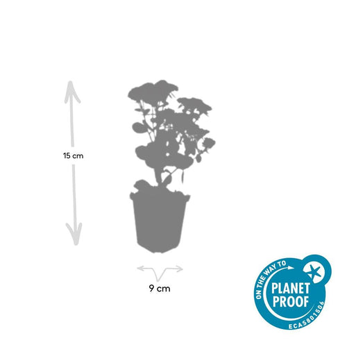 Trendyplants - Sedum 'Herbstfreude' - 6 stuks - Vetkruid - Winterhard - Hoogte 10-30 cm - Potmaat Ø9cm - vtwonen shop