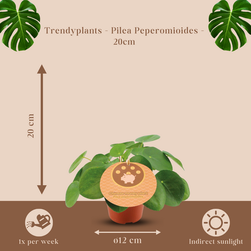 Trendyplants - Pilea Peperomioides - Pannenkoekplant - Kamerplant - Hoogte 10-30 cm - Potmaat Ø12cm - vtwonen shop