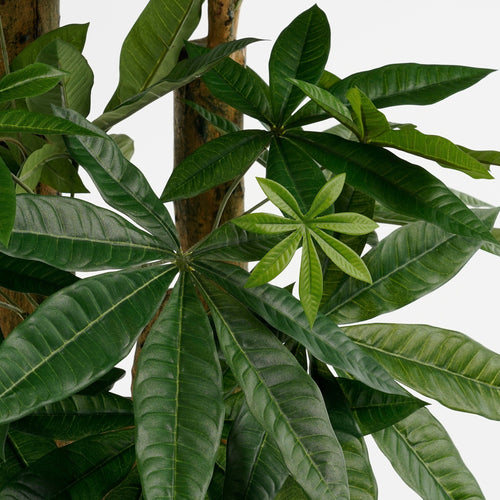 Mica Decorations  Pachira Kunstplant - H175 x Ø85 cm - Groen