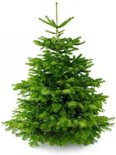 Furnilux Plant&More - Nordmann Kerstboom 300 - 350 cm - Zonder Kluit + Garantie certificaat - vtwonen shop
