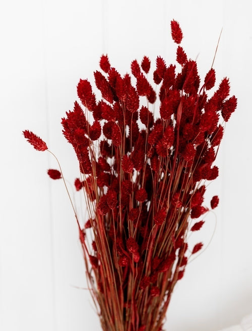 My Flowers.shop Rood gedroogd Kanariegras | Rode Phalaris droogbloemen | Lengte ± 65 cm | Per bos - vtwonen shop