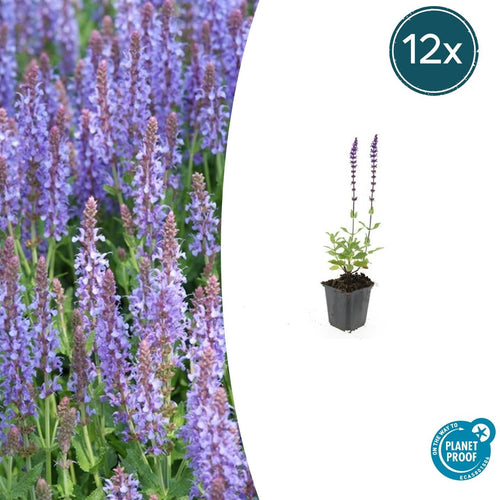 Trendyplants - Salvia nemorosa 'Caradonna' - 12 stuks - Salie - Winterhard - Hoogte 10-30 cm - Potmaat Ø9cm - vtwonen shop