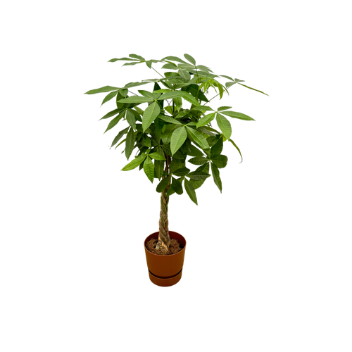 Trendyplants - Pachira Aquatica inclusief elho Greenville Round bruin - 160 cm - Ø30cm - vtwonen shop