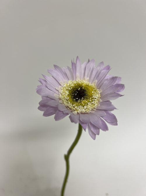 My Flowers.shop Paarse gerbera zijden bloem | Lengte 28 centimeter | Per stuk - vtwonen shop