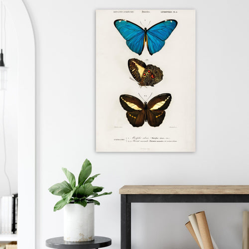 Artfulprints Poster Charles Dessalines d'Orbigny - Different types of butterfly   - A4 21x29.7 cm - Meerkleurig