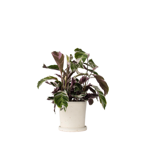 Plant in a Box Calathea 'Fusion White' - Luchtzuiverend - Kamerplant - ⌀14cm - Hoogte 30-40cm - vtwonen shop