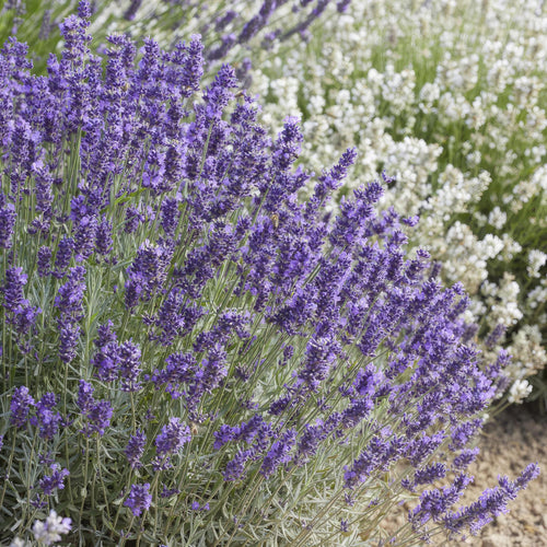 Trendyplants - Lavandula 'Hidcote' - 20 stuks - Lavendel  - Winterhard - Hoogte 10-25 cm - Potmaat Ø9cm - vtwonen shop