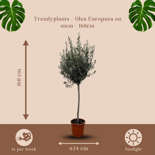 Trendyplants - Olijfboom op stam - Winterhard - Tuinplant - Hoogte 150-170 cm - Potmaat Ø24cm - Olea Europaea op stam - vtwonen shop