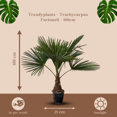 Trendyplants - Trachycarpus Fortuneii - Winterharde palmboom - Hoogte 90-110 cm - Chinese waaierpalm - Tuinplant - Potmaat Ø21cm - vtwonen shop