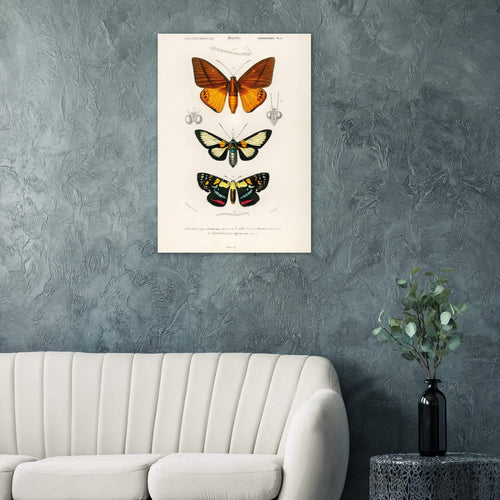 Artfulprints  Charles Dessalines d'Orbigny - Collection of moths   poster A4 21x29.7 cm - vtwonen shop