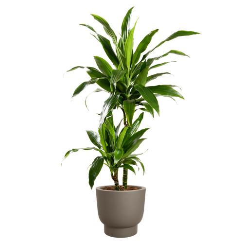 elho amber grail 30 burnt umber | Bloempot |Premium statementdesign