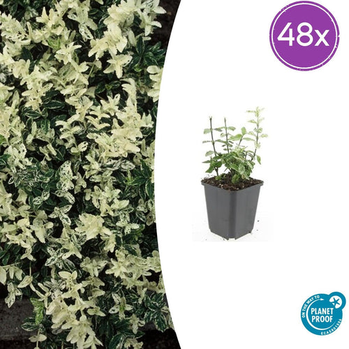 Trendyplants - Euonymus fort. 'Harlequin' - 48 stuks - Kardinaalshoed - Winterhard - Hoogte 10-30 cm - Potmaat Ø9 cm - vtwonen shop