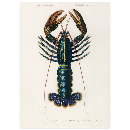 Artfulprints Poster met Lijst Charles Dessalines d'Orbigny - Crimson crawfish (palemon ornatum)   - 30x40 cm - Blauw