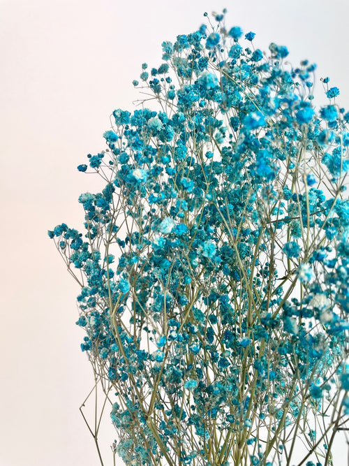 My Flowers.shop Aquablauw gepreserveerd Gipskruid | Aquablauwe Gypsophila gepreserveerde droogbloemen | Lengte ± 60 cm | Per bos - vtwonen shop