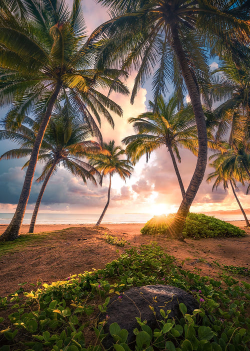 Sanders & Sanders fotobehang palmbomen op het strand groen en beige - 200 x 280 cm - 612576
