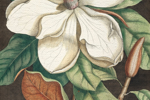 Canvas 60x40 Afdruk Magnolia