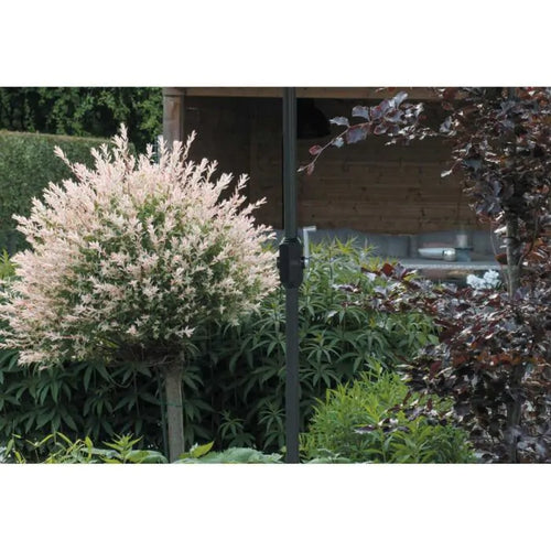 Lotus parasol - 250x250 cm - carbon black - dark grey