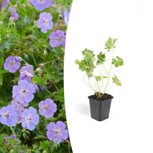 Trendyplants - Geranium Rozanne - 12 stuks - Ooievaarsbek - Hoogte 20-30cm - Potmaat Ø9cm - vtwonen shop