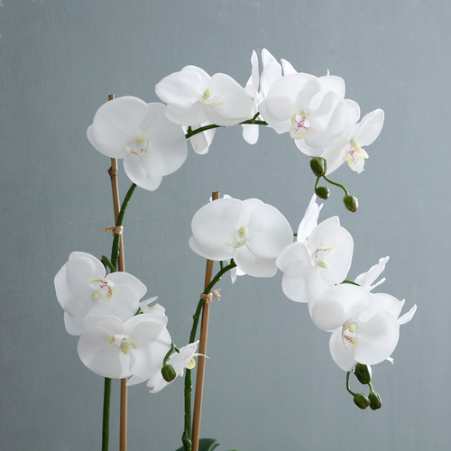 Sia Deco Orchidee Compositie Met Vaas - wit - transparant - H60 - vtwonen shop