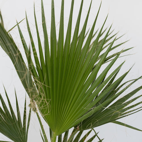 Plant in a Box palm Washingtonia Robusta - hoogte 70-90cm - pot 21cm - vtwonen shop