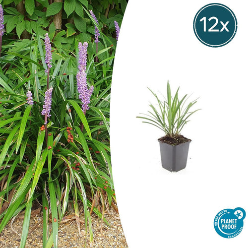 Trendyplants - Liriope muscari 'Ingwersen' - 12 stuks - Leliegras - Winterhard - Hoogte 10-30 cm - Potmaat Ø9cm - vtwonen shop