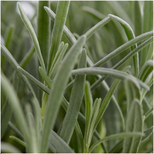 Trendyplants - Lavendel angustifolia - 6 stuks - Lavendel - Winterhard - Hoogte 10-20 cm - Potmaat Ø7cm - vtwonen shop