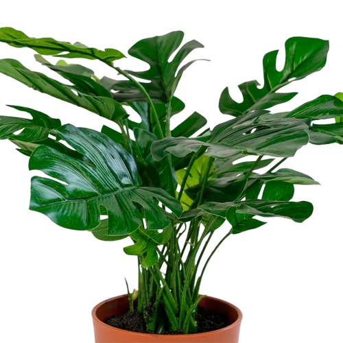 Artichok Denise Monstera kunstplant - 45 cm - vtwonen shop