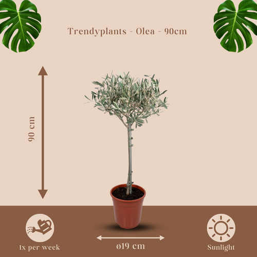 Trendyplants - Olea Olijf - Olijfboom op stam - Hoogte 80-100 cm - Potmaat Ø19cm - vtwonen shop