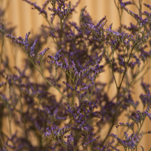 My Flowers.shop Blauw gedroogde Zeelavendel | Blauwe Limonium Diamond droogbloemen  | Lengte ± 70 cm | Per 5 stelen - vtwonen shop