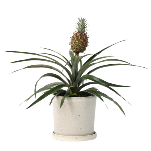 Plant in a Box bloeiende kamerplant Ananas Mi Amigo - hoogte 35-45cm - pot 12cm - vtwonen shop