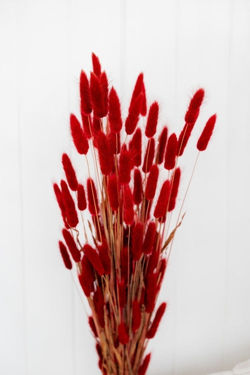 My Flowers.shop Rood gedroogde Hazenstaartjes | Rode Lagurus Ovatus droogbloemen | Lengte ± 70 cm | Per bos - vtwonen shop