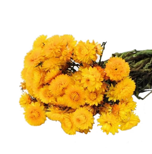 My Flowers.shop Gedroogde gele Helichrysum | Gele strobloemen droogbloemen | Lengte 55 centimeter | Per stuk - vtwonen shop