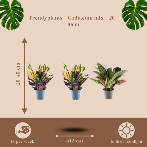 Trendyplants - Croton mix - 3x Croton Codiaeum - Hoogte - 20-40 cm - Potmaat Ø12cm - vtwonen shop