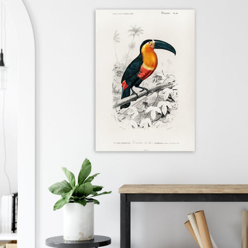 Artfulprints  Charles Dessalines d'Orbigny - Toucan (ramphastos)   poster A4 21x29.7 cm - vtwonen shop