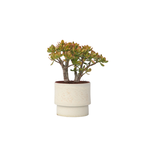 Plant in a Box Crassula ovata Sunset - Vetplant - Kamerplant - Pot 23cm - Hoogte 45-50cm - vtwonen shop