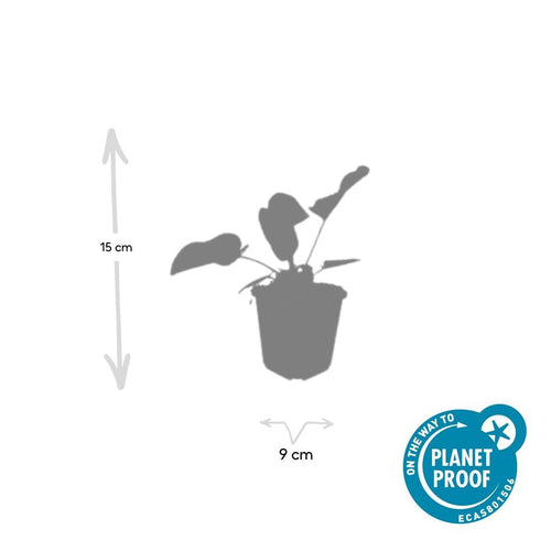 Trendyplants - Phlomis russeliana - 12 stuks - Brandkruid - Winterhard - Hoogte 10-30 cm - Potmaat Ø9cm - vtwonen shop