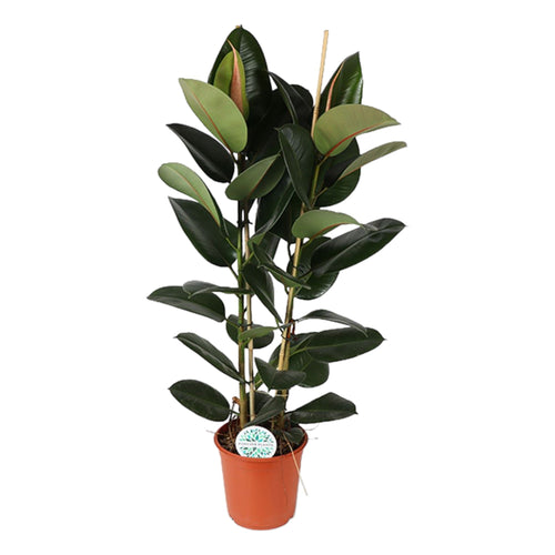 Trendyplants - Ficus Elastica Robusta struik - Rubberboom - Kamerplant - Hoogte 100-120 cm - Potmaat Ø24cm - vtwonen shop