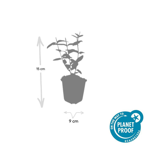 Trendyplants - Hypericum inodorum - 12 stuks - Hertshooi - Winterhard - Hoogte 10-30 cm - Potmaat Ø9cm - vtwonen shop