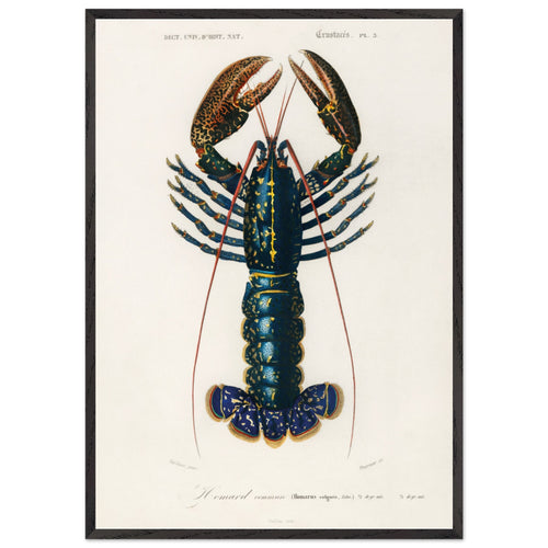 Artfulprints Poster met Lijst Charles Dessalines d'Orbigny - Crimson crawfish (palemon ornatum)   - 70x100 cm - Blauw